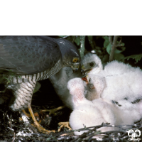 گونه قرقی Eurasian Sparrowhawk